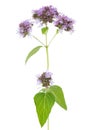 Sprig of flowering Oregano Origanum vulgare isolated on a white background. Selective focus