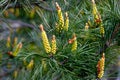 sprig of flowering pine on a green background Royalty Free Stock Photo