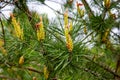 sprig of flowering pine on a green background Royalty Free Stock Photo