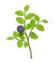 Sprig forest blueberries. Royalty Free Stock Photo