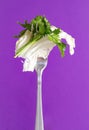 Sprig of fresh green parsley lettuce  on a fork on a lilac background, greens Royalty Free Stock Photo