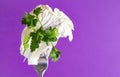 Sprig of fresh green parsley lettuce  on a fork on a lilac background Royalty Free Stock Photo