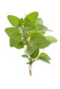 Sprig of fresh Oregano Royalty Free Stock Photo