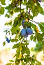 A sprig of fresh prunes Royalty Free Stock Photo