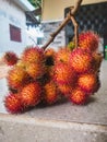 A sprig of fresh red rambutan fruit with a stalk Royalty Free Stock Photo