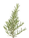 Sprig of fresh rosemary isolated on white background. Rosemary branch Royalty Free Stock Photo