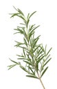 Sprig of fresh rosemary isolated on white background. Rosemary branch Royalty Free Stock Photo