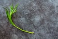Sprig of fresh tarragon on white isolated background. Side view. .fresh tarragon herb isolated on the gray background Royalty Free Stock Photo