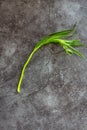Sprig of fresh tarragon on white isolated background. Side view. .fresh tarragon herb Royalty Free Stock Photo