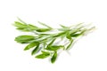 Sprig of fresh thyme isolated on a white background Royalty Free Stock Photo