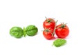 Sprig fresh tomato with a sprig of green Basil.