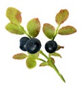 Sprig of fresh wild forest blueberries isolated on Royalty Free Stock Photo