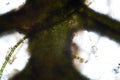 Coontails or hornworts freshwater algae Ceratophyllum by microscope. Cell structure of algae and fouling by protozoa supermacro