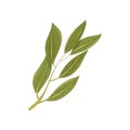 Sprig of green bay leaves. Culinary herb. Spice for dishes. Aromatic seasoning. Flat vector design Royalty Free Stock Photo