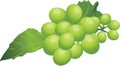 Sprig of green grape