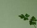 Sprig of green parsley leaves in the corner of a green background
