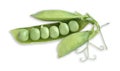 Sprig of green peas with an open pod and peas on a white background Royalty Free Stock Photo
