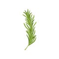 Sprig of green rosemary. Fresh herb used in culinary. Organic ingredient for flavoring dishes. Flat vector design