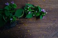 A sprig of green wild mint with lilac flowers is on a dark wooden surface Royalty Free Stock Photo