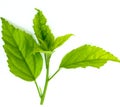 A sprig of hibiscus leaf with scientific name Hibiscus rosa-sinensis isolated on white background Royalty Free Stock Photo