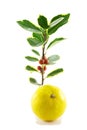 Sprig of Holly and Satsuma Royalty Free Stock Photo