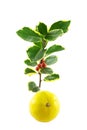 Sprig of Holly and Satsuma Royalty Free Stock Photo