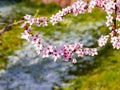 A sprig of Japanese apricot Sakura close-up. Royalty Free Stock Photo