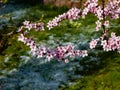 A sprig of Japanese Sakura apricot close-up. Royalty Free Stock Photo