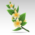 Sprig of jasmine