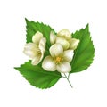 The sprig of Jasmine. Realistic vector illustration isolated on white background