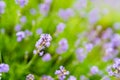 Sprigs of lavender - flowers close up Royalty Free Stock Photo