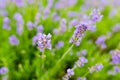 Sprigs of lavender - flowers close up Royalty Free Stock Photo