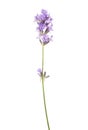 Sprig of lavender isolated on white background Royalty Free Stock Photo