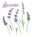 Sprig of lavender with leaves and inscription on white background