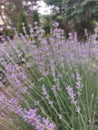 A Sprig Of Lavender On A Small Lavender Field. Lavender Blossoms. A Small Purple Bush With Flowers