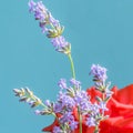 Sprig of lavender on a turquoise background.