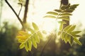 Sprig leaves in sunlight at sunset.