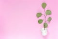 Sprig with leaves in a white bucket on a plain pink background with an area for text copyspace, topview, mockup, flatlay