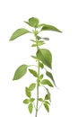 Sprig of lemon basil Royalty Free Stock Photo