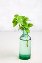 A sprig of lemon basil in an old bottle on a light background. Royalty Free Stock Photo