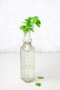 A sprig of lemon basil in an old bottle on a light background. Royalty Free Stock Photo