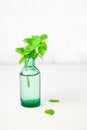A sprig of lemon basil in an old bottle on a light background. Royalty Free Stock Photo