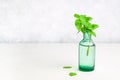 A sprig of lemon basil in an old bottle on a light background. Royalty Free Stock Photo