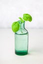 A sprig of lemon basil in an old bottle on a light background. Royalty Free Stock Photo