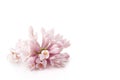 Lilac flower syringa. Royalty Free Stock Photo
