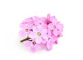 Sprig of lilac flowers. Royalty Free Stock Photo