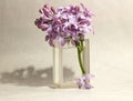 Sprig of lilacs in a vase Royalty Free Stock Photo