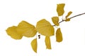 Sprig of linden with yellow leaves on a white background