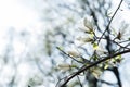 Sprig of magnolia tree with white flowers.