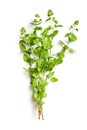 Sprig of marjoram Royalty Free Stock Photo